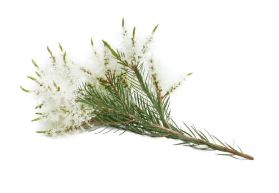 Tea Tree Touch Essential Oil 10ml Roll On