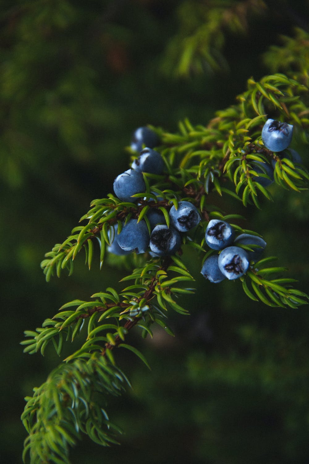 Juniper Berry Essential Oil 5ml