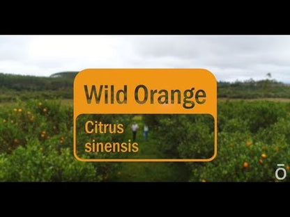 Wild Orange Essential Oil 15ml